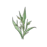 ハトムギ発酵液