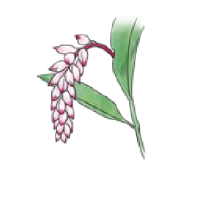 ゲットウ葉エキス