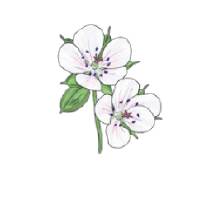 ゲンノショウコエキス