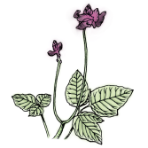 サイラトロエキス（マクロプチリウムアトロプルプレウム花/葉/茎エキス）
