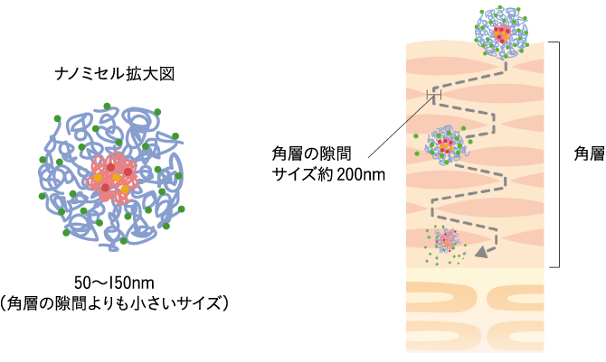ナノミセル拡大図、角層の隙間図