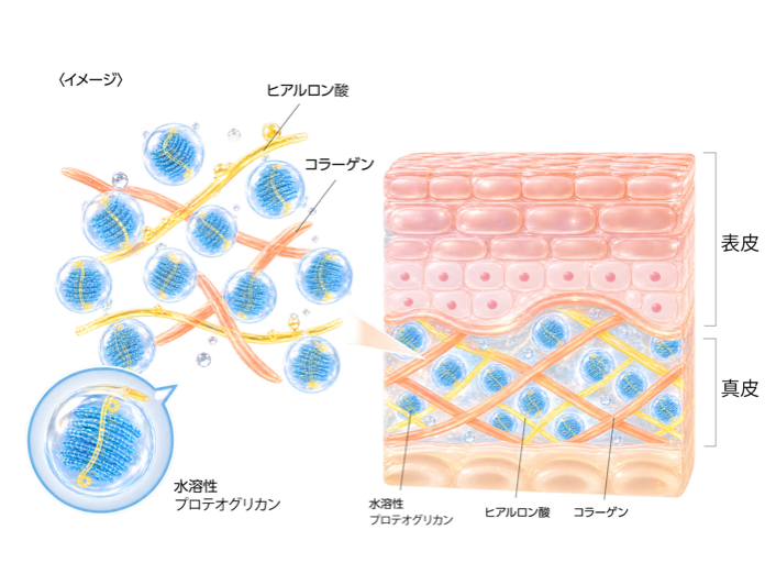 水溶性プロテオグリカン、ヒアルロン酸、コラーゲンが表皮・真皮を支えるイメージ図