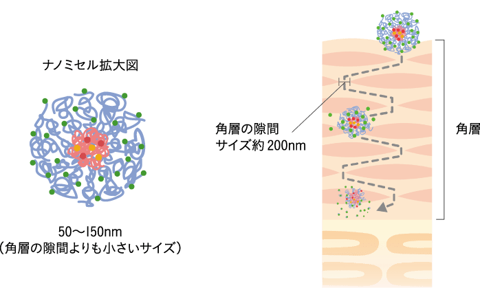 医療用技術を応用 高浸透技術 ディープデリバリーシステム