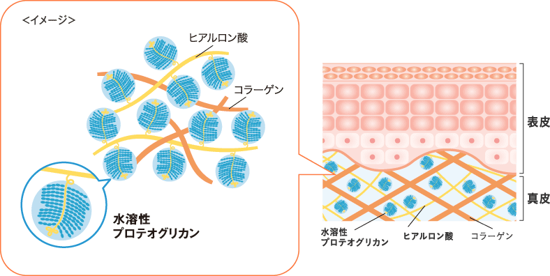 保湿だけじゃない！ハリ弾力もサポート 水溶性プロテオグリカン配合