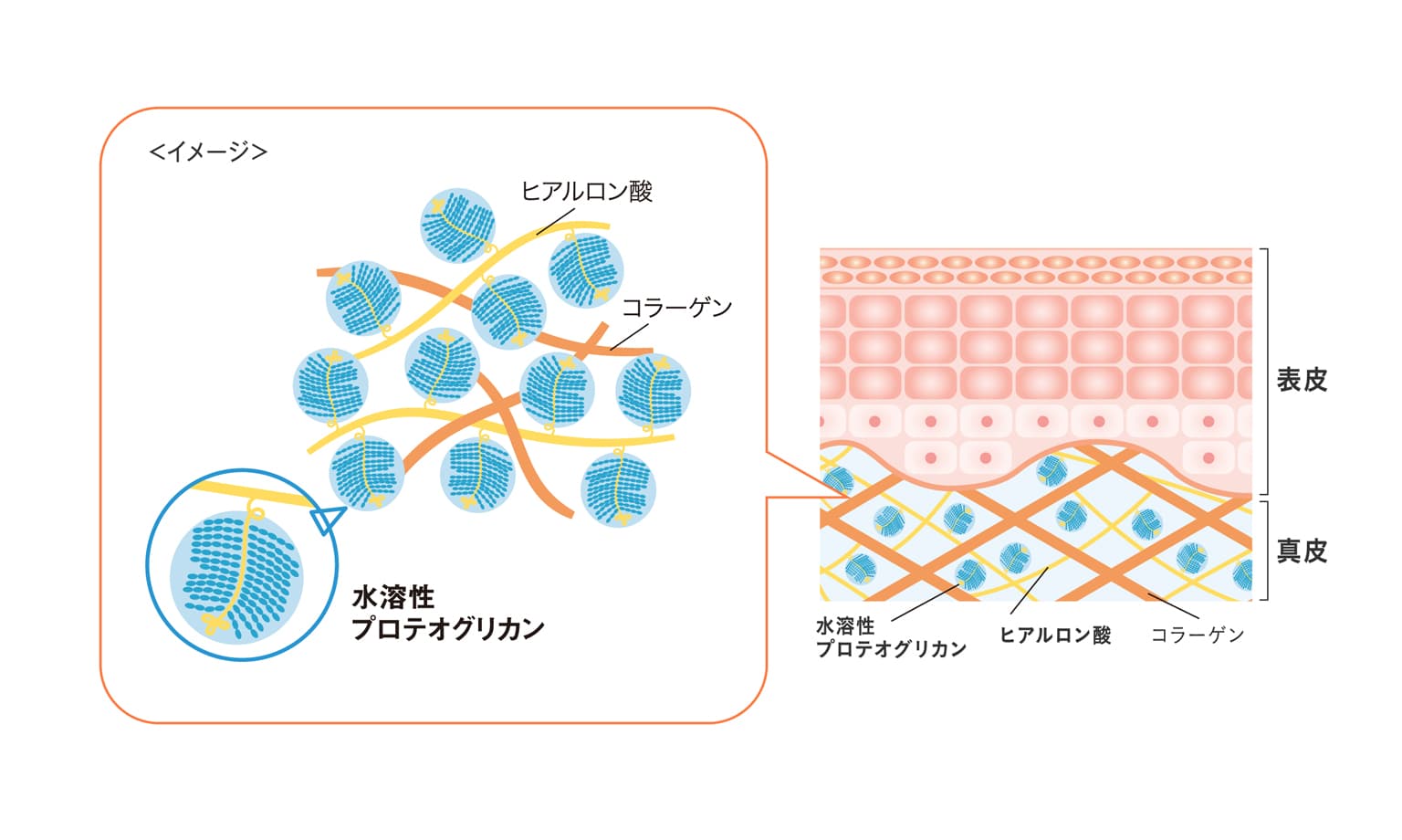 水溶性プロテオグリカン配合